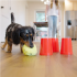 West Paw The Dog's Best Friend Game Engelstalig